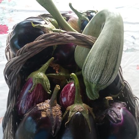 Agri Bertorella Cuneo Exteriör bild